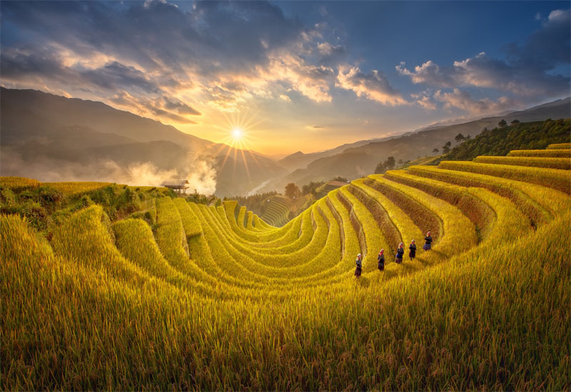 Terraced rice fields of Mu Cang Chai or Hoang Su Phi during the golden harvest season