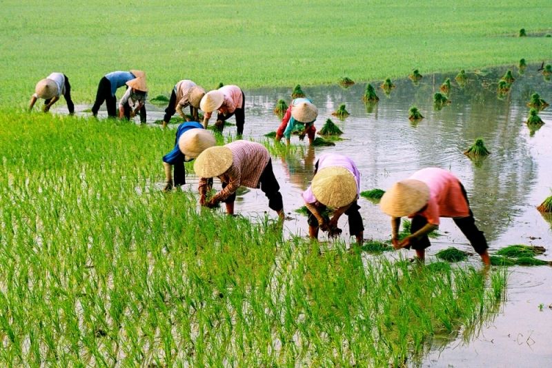 Vietnamese farmers working in rice paddies in the Red River Delta