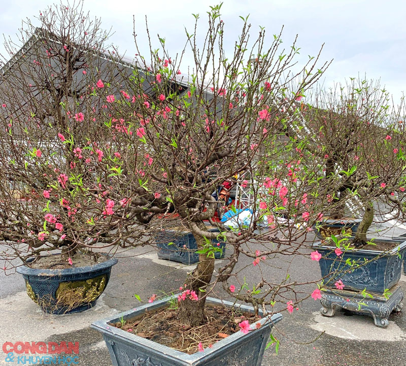Hanoi peach branches and Saigon apricot branches — a comparison of the two regional Tết flowers