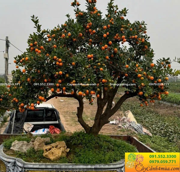 A kumquat tree heavily laden with fruit placed in a Vietnamese home for Tết