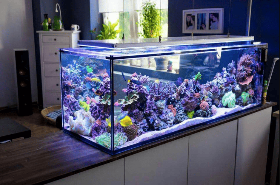 A feng shui aquarium in a Vietnamese home — goldfish, KOI, red snails in a small tank