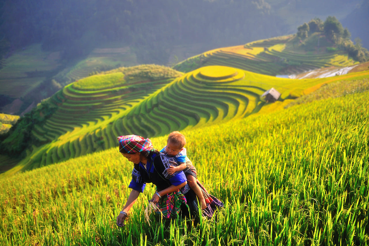 Vietnamese farmers cultivating wet rice together on terraced fields — building embankments as a team