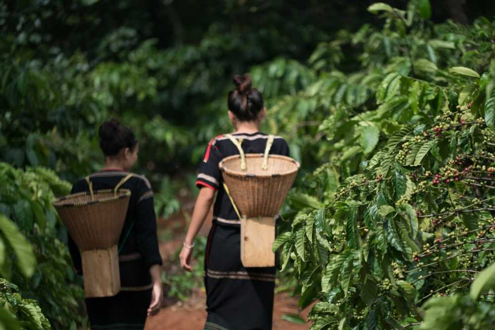 A massive coffee plantation in the Central Highlands — endless rows of lush green coffee trees stretching to the horizon
