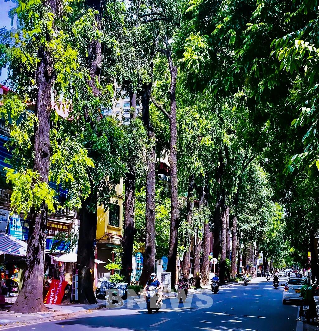 A Hanoi street heavily shaded by green canopy — flanked by tube houses — bathed in golden afternoon light